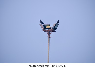 are they guarding the lights?