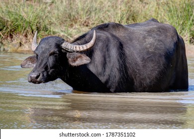 They live up to their name and love being in the water in hot summer weather. Water buffalos are sensitive to heat and therefore often go into the cool water.