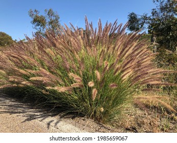 They Look Like Cattails Don't They? Maybe Not.