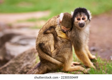 Theyre curious about the world. Shot of a cute little monkey carrying her baby. - Powered by Shutterstock