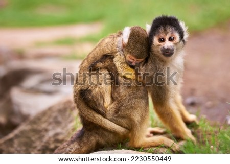 Theyre curious about the world. Shot of a cute little monkey carrying her baby.
