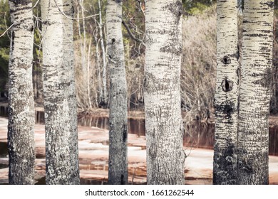 Thick Aspen Trees Growing In The Forest One After Another