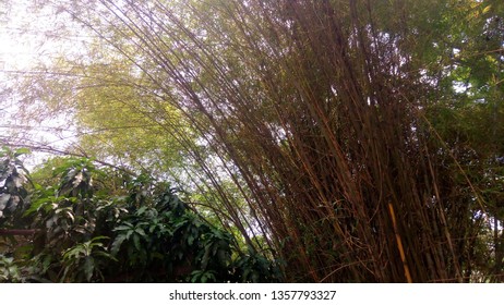 thick bamboo trees side by side with a fruitless mango tree 