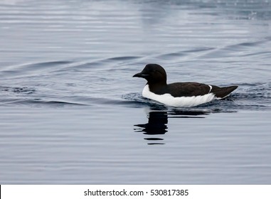 Thick Billed Murre Glides Through The Icy Arctic Waters