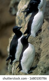 Thick Billed Murre, Uria Lomvia,  St. George Island, Pribilof Islands.