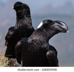 Thick Billed Ravens (Corvus Crassirostris) In Ethiopia