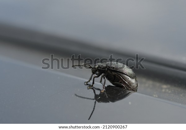 Thick black bug on\
the black roof of a car.