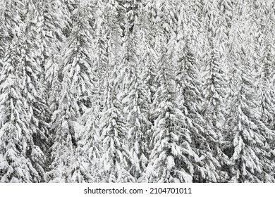 Thick Blanket Of New Snow On A Fir Tree Forest