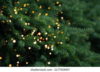 Thick branches of the Christmas tree are decorated with a golden garland.
