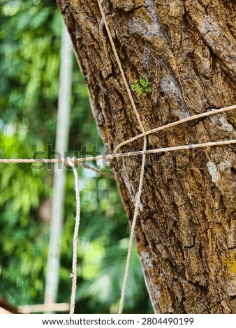Thick brown tree trunk with multiple ropes tied around it in a knot for support or construction