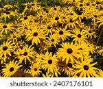 Thick Bush of Black-Eyed Susan (American Gold Rush) Flowers