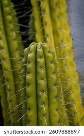 thick cactus stems with sharp spines