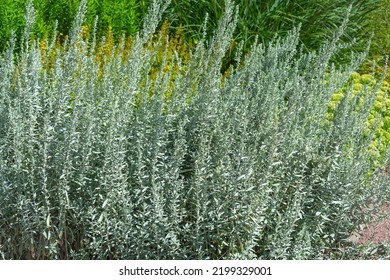 Thick Carpet Of Silver Garden Wormwood , Ground Cover Plant