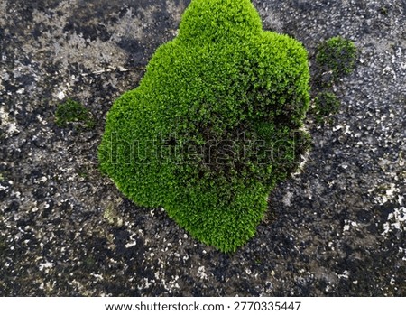Thick clumpy green moss forming stone-like shapes on moldy wall surface