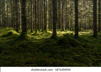 Thick Dark Forest With Moss And Sun Rays Shining Trough.