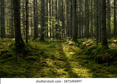 Thick Dark Forest With Moss And Sun Rays Shining Trough.