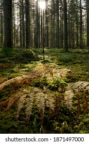 Thick Dark Forest With Moss And Sun Rays Shining Trough.