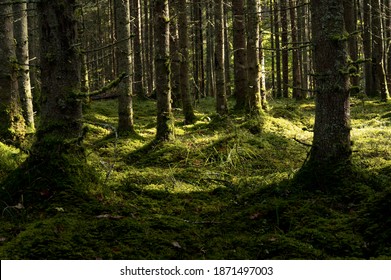 Thick Dark Forest With Moss And Sun Rays Shining Trough.