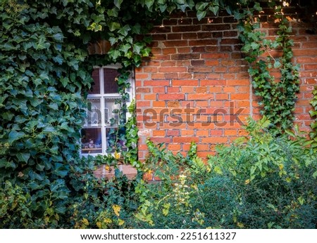 Thick english ivy surrounds a window in a red brick wall