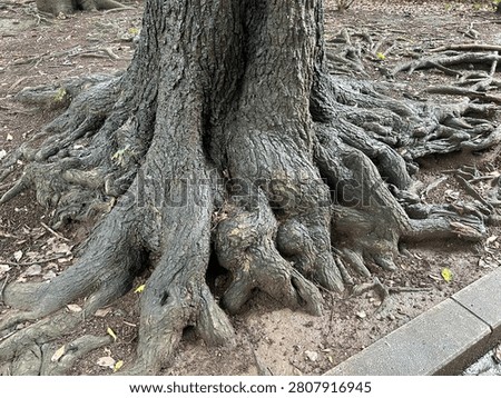 Thick exposed gnarled tree roots of an old large tree in public park