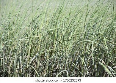 Thick Field Full Of Long Marsh Grass.