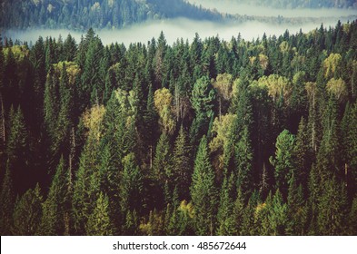 thick fog covered with thick coniferous forest.