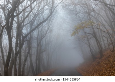 thick fog in late autumn forest, foggy weather