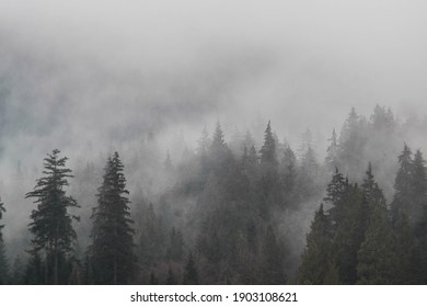 Thick fog moving through the forest in Port Moody, British Columbia, Canada.