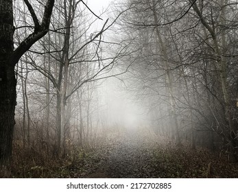 Thick fog over dirt road among bare trees in park, autumn landscape - Powered by Shutterstock