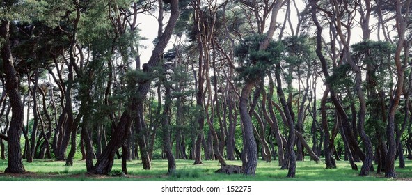 Thick Forest
