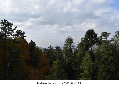 A thick forest canopy dominates the foreground and midground, showcasing a rich mix of seasonal colors. On the left, a large cluster of trees is covered in golden and amber autumn foliage, while the center and right are filled with towering green pines and evergreens.

Beyond the treetops, distant mountain ridges roll across the horizon, softened by a heavy atmospheric haze that underscores the vast scale of the landscape. Above, an expansive sky is filled with rolling white and grey cloud layers, casting soft, diffused natural daylight over the serene highland wilderness.