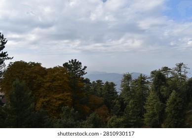 A thick forest canopy dominates the foreground and midground, showcasing a rich mix of seasonal colors. On the left, a large cluster of trees is covered in golden and amber autumn foliage, while the center and right are filled with towering green pines and evergreens.

Beyond the treetops, distant mountain ridges roll across the horizon, softened by a heavy atmospheric haze that underscores the vast scale of the landscape. Above, an expansive sky is filled with rolling white and grey cloud layers, casting soft, diffused natural daylight over the serene highland wilderness.