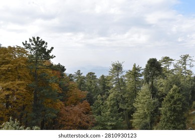 A thick forest canopy dominates the foreground and midground, showcasing a rich mix of seasonal colors. On the left, a large cluster of trees is covered in golden and amber autumn foliage, while the center and right are filled with towering green pines and evergreens.

Beyond the treetops, distant mountain ridges roll across the horizon, softened by a heavy atmospheric haze that underscores the vast scale of the landscape. Above, an expansive sky is filled with rolling white and grey cloud layers, casting soft, diffused natural daylight over the serene highland wilderness.
