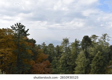 A thick forest canopy dominates the foreground and midground, showcasing a rich mix of seasonal colors. On the left, a large cluster of trees is covered in golden and amber autumn foliage, while the center and right are filled with towering green pines and evergreens.

Beyond the treetops, distant mountain ridges roll across the horizon, softened by a heavy atmospheric haze that underscores the vast scale of the landscape. Above, an expansive sky is filled with rolling white and grey cloud layers, casting soft, diffused natural daylight over the serene highland wilderness.