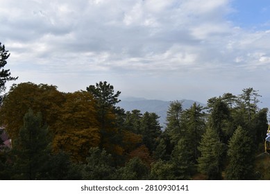 A thick forest canopy dominates the foreground and midground, showcasing a rich mix of seasonal colors. On the left, a large cluster of trees is covered in golden and amber autumn foliage, while the center and right are filled with towering green pines and evergreens.

Beyond the treetops, distant mountain ridges roll across the horizon, softened by a heavy atmospheric haze that underscores the vast scale of the landscape. Above, an expansive sky is filled with rolling white and grey cloud layers, casting soft, diffused natural daylight over the serene highland wilderness.