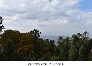 A thick forest canopy dominates the foreground and midground, showcasing a rich mix of seasonal colors. On the left, a large cluster of trees is covered in golden and amber autumn foliage, while the center and right are filled with towering green pines and evergreens.

Beyond the treetops, distant mountain ridges roll across the horizon, softened by a heavy atmospheric haze that underscores the vast scale of the landscape. Above, an expansive sky is filled with rolling white and grey cloud layers, casting soft, diffused natural daylight over the serene highland wilderness.