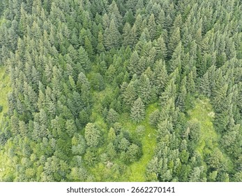 A thick forest of Douglas-fir trees, Pseudotsuga menziesii, grows on the steep slopes overlooking the northern Oregon coast. This trees species is common in Oregon and is commercially valuable.