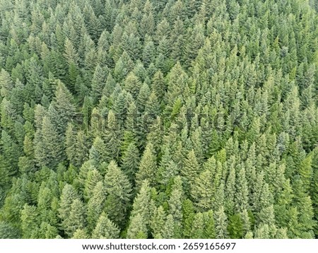 A thick forest of Douglas-fir trees, Pseudotsuga menziesii, grows on the steep slopes overlooking the northern Oregon coast. This trees species is common in Oregon and is commercially valuable.