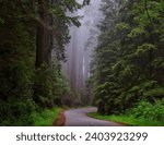 Thick forest, Fantasyland, fantasy forest,  road between forests, forest trees,