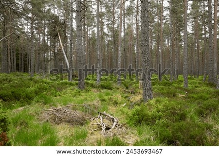 Similar – Image, Stock Photo buy a piece of forest?