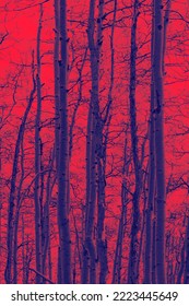 Thick Forest Of Talll Aspen Trees In A Landscape Scene In Colorado With Red And Blue Duotone Color Effect