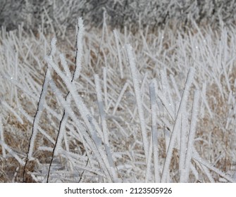 Thick Frost On Tall Weeds