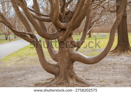 Thick gnarled trunk twists into multiple curved branches. Exposed roots spread wide on sandy ground. Park path curves behind the tree. Another tree stands in the background