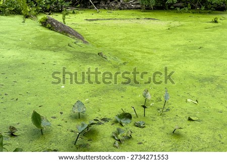 Thick green algae completely blankets a stream, making the water appear to be a solid slimy substance rather than liquid.