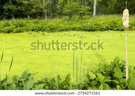Thick green algae completely overwhelms a stream, making the water appear to be solid rather than liquid. A cattail appears in foreground.