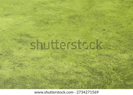 Thick green algae completley clogs the water in a stream, giving the water a solid, textured appearance.