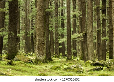 Thick Green Coniferous Forest And Rocks