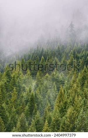 Thick Green Forest at The Mount Hood National Forest, Oregon