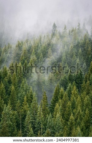 Thick Green Forest at The Mount Hood National Forest, Oregon