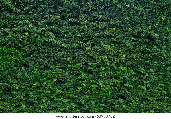 Thick Green Garden Hedge Pattern Stock Photo (Edit Now) 63998782
